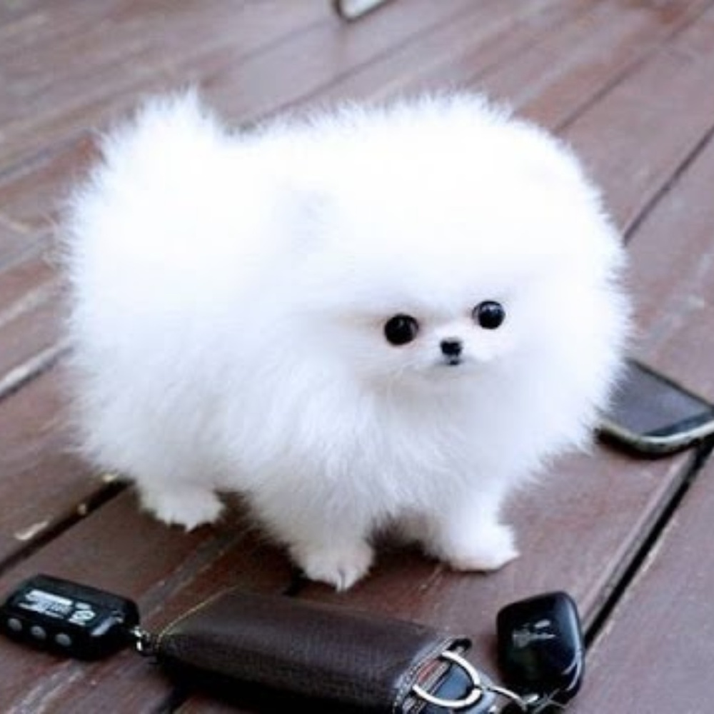 Meet your Posher, Teddy